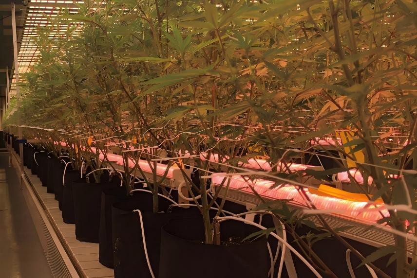 under canopy grow light under canopy grow light